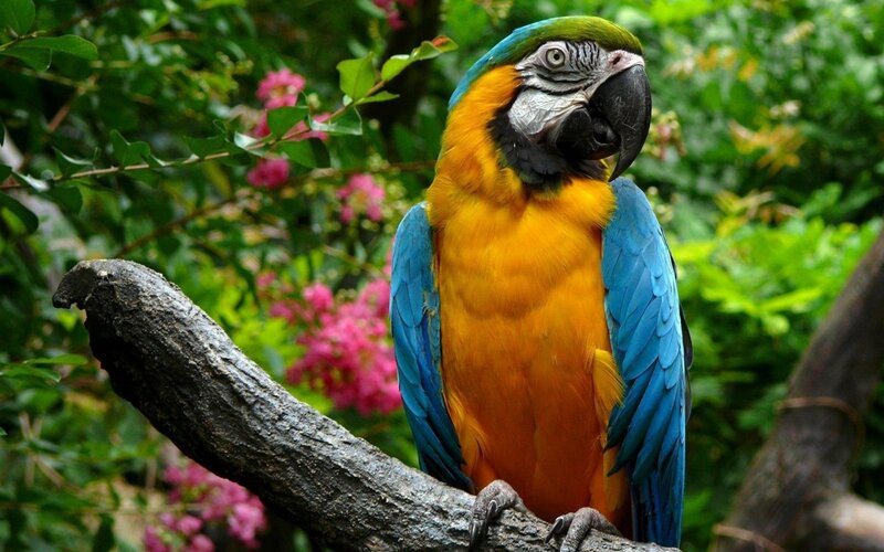 Blue-and-yellow Macaw — Blue, Natural, Afternoon, Photograph, Tree Branch, Green Leaves