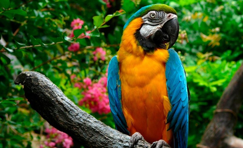 Blue-and-yellow Macaw — Blue, Natural, Afternoon, Photograph, Tree Branch
