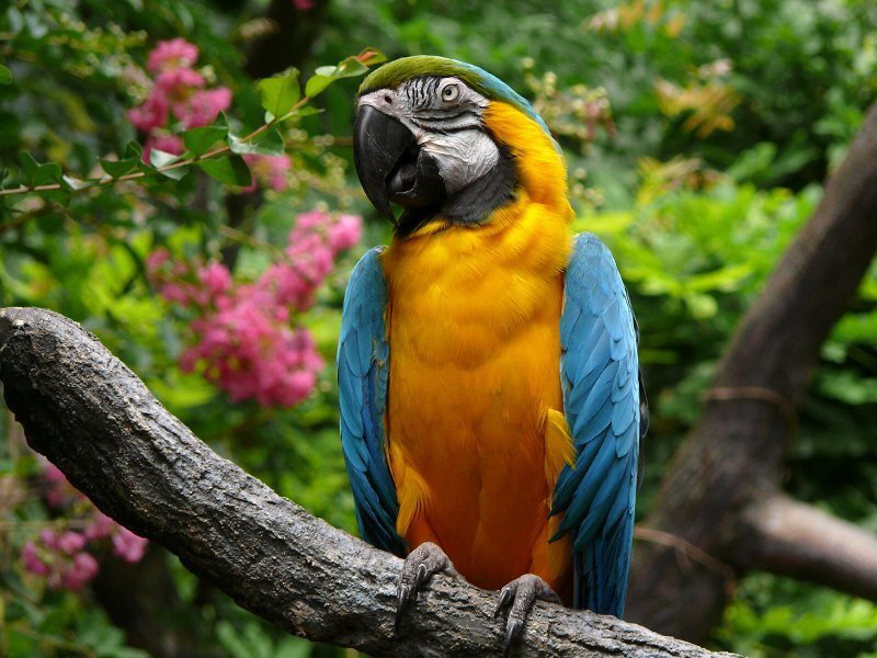 Blue-and-yellow Macaw — Blue, Natural, Afternoon