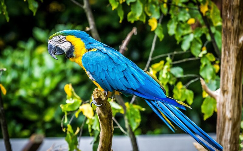 Blue-and-yellow Macaw — Blue, Natural, Photograph, Bird, Tree Branch