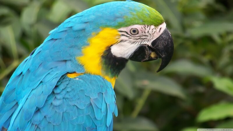 Blue-and-yellow Macaw — Blue, Natural, Photograph, Green Leaves