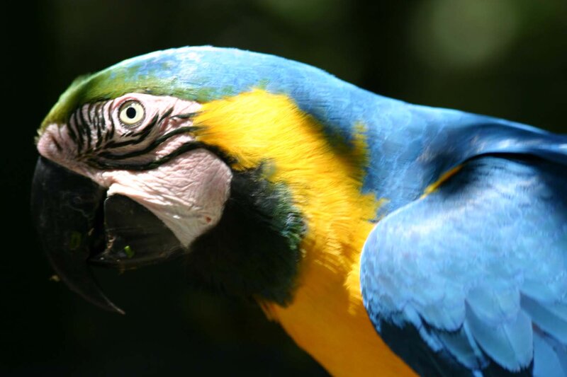 Blue-and-yellow Macaw — Blue, Natural, Photograph