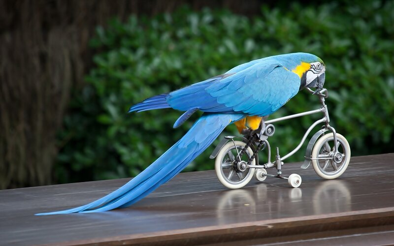 Blue-and-yellow Macaw — Blue, Playful, Photograph