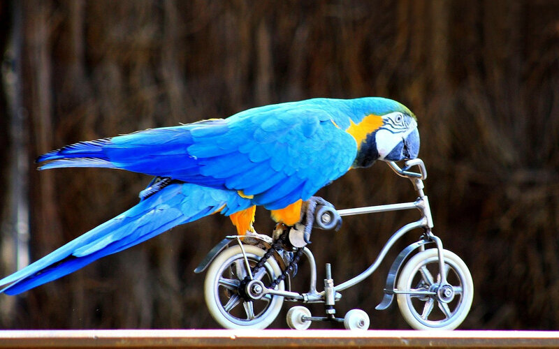 Blue-and-yellow Macaw — Blue, Playful