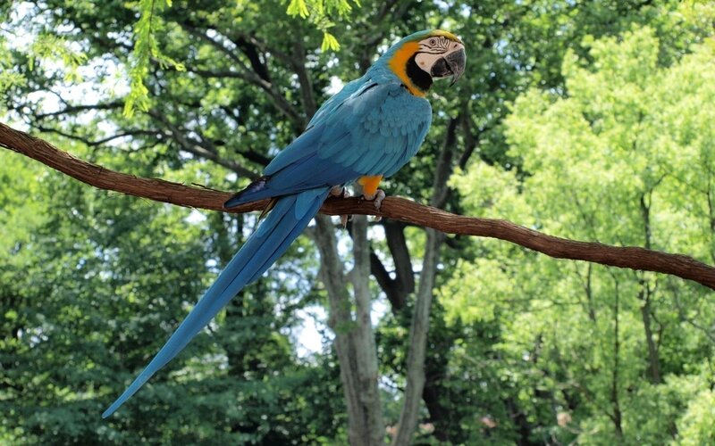 Blue-and-yellow Macaw — Blue, Serene, Afternoon