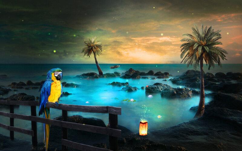 Blue-and-yellow Macaw — Blue, Serene, Sunset