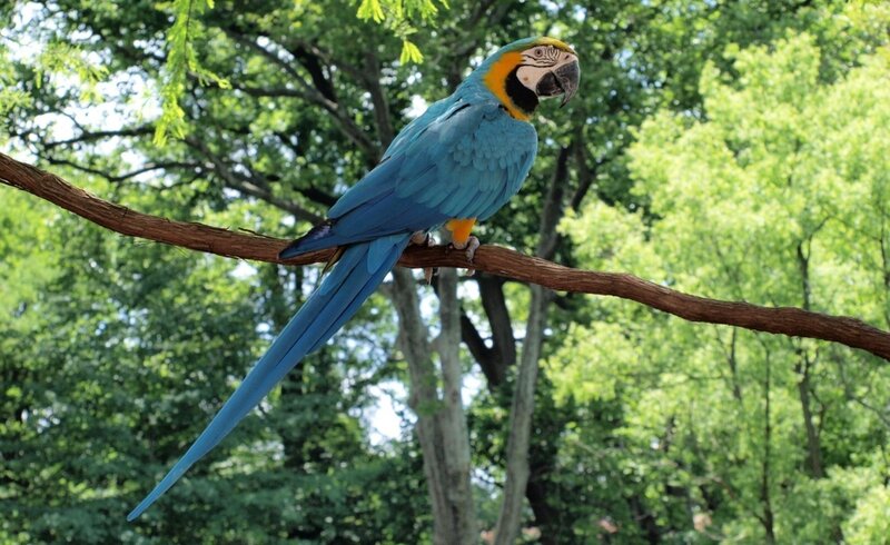 Blue-and-yellow Macaw — Blue, Serene