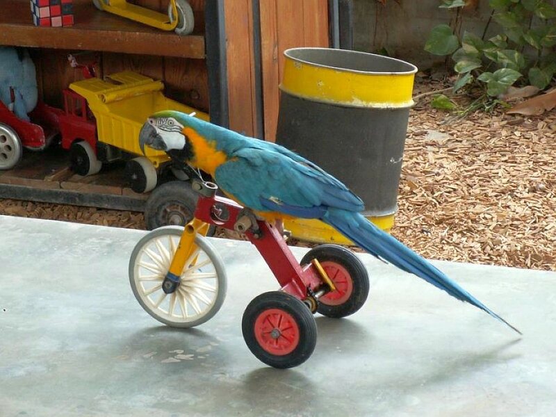 Blue-and-yellow Macaw — Blue