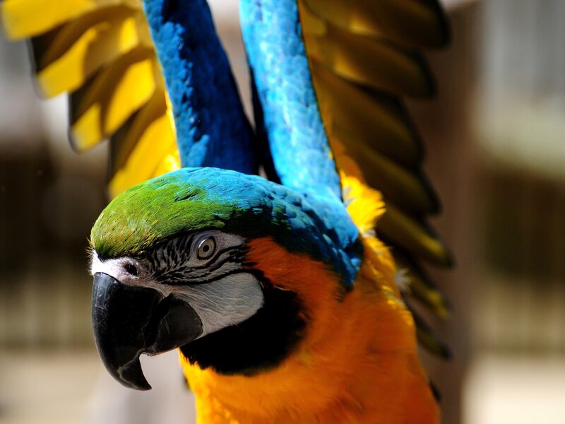 Blue-and-yellow Macaw — Blue, Vibrant, Photograph