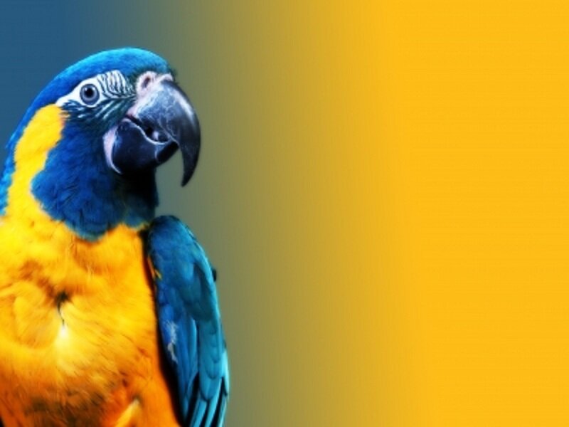 Blue-and-yellow Macaw — Blue, Vibrant