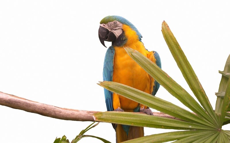 Blue-and-yellow Macaw — Calm