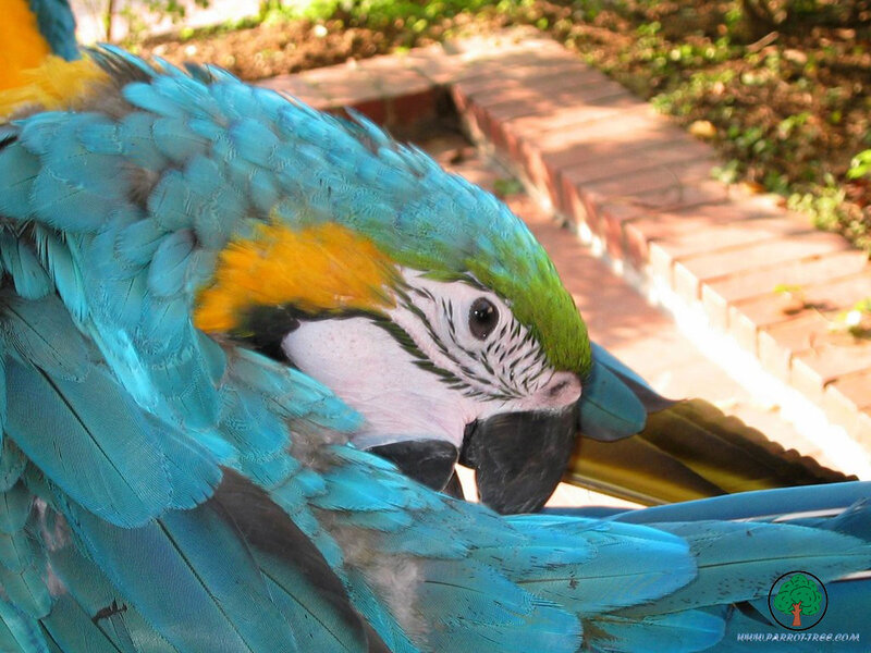 blue-and-yellow macaw close-up