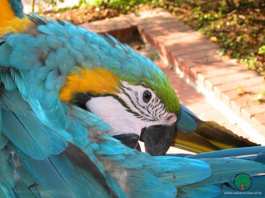 blue-and-yellow macaw close-up