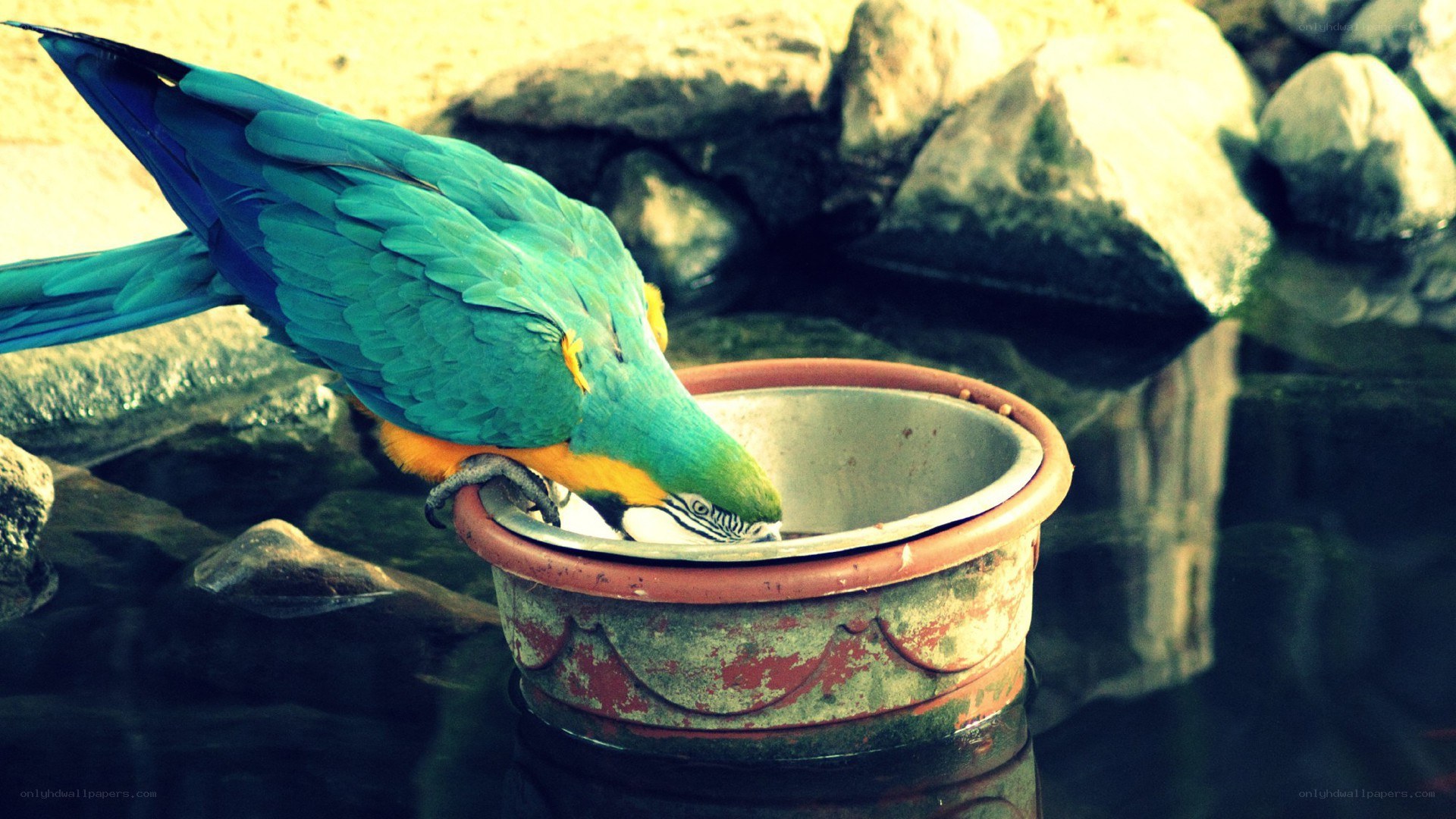 Blue-and-yellow macaw drinking water