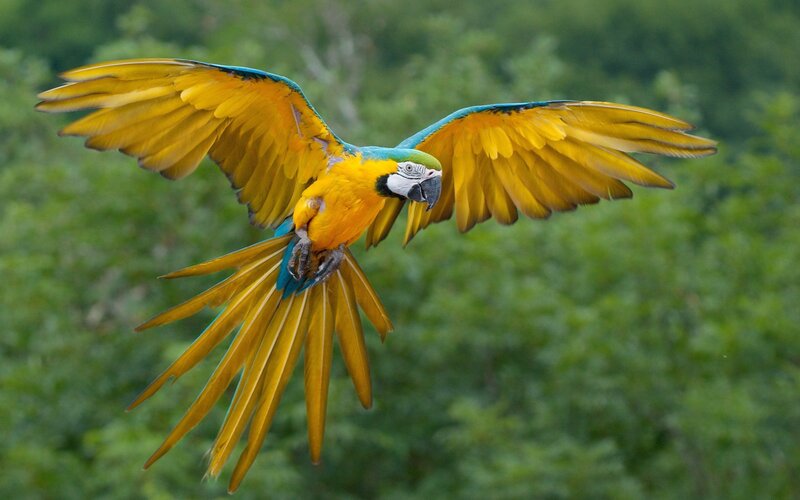 Blue-and-yellow Macaw — Dynamic