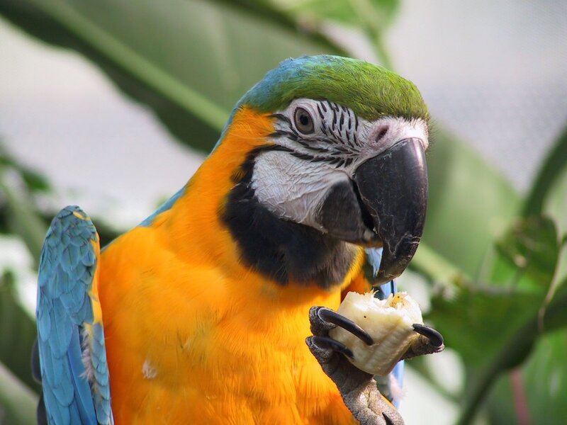 Blue-and-yellow macaw eating banana