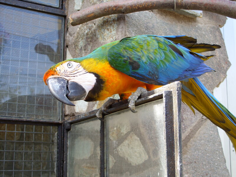 Blue-and-yellow Macaw — Green, Calm