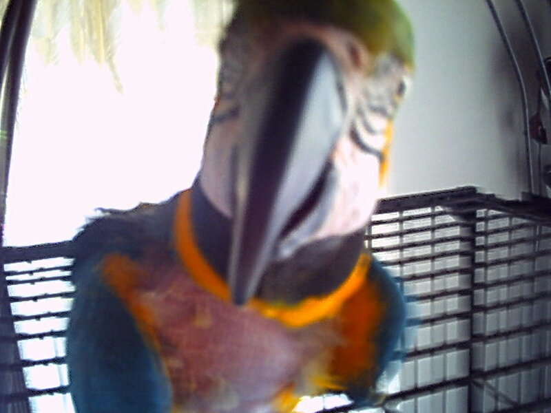 Blue-and-yellow Macaw — Green, Curious, Photograph