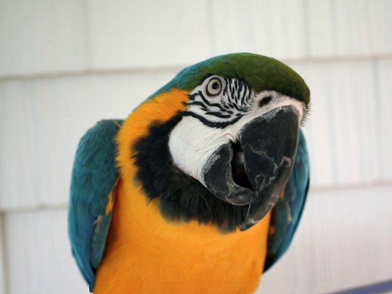 Blue-and-yellow Macaw — Green, Curious