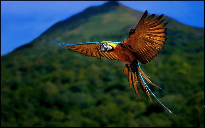 Blue-and-yellow Macaw — Green, Dramatic, Afternoon