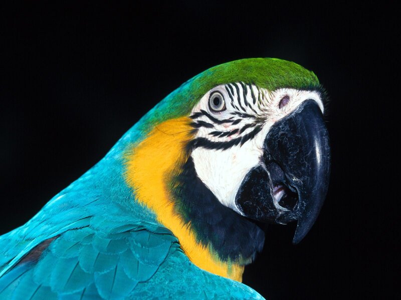 Blue-and-yellow Macaw — Green, Dramatic, Photograph, Bird, Beak