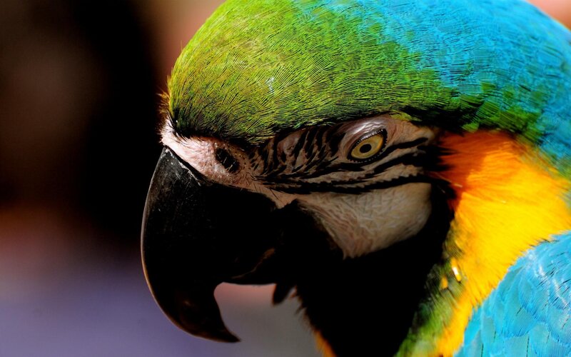 Blue-and-yellow Macaw — Green, Dramatic, Photograph