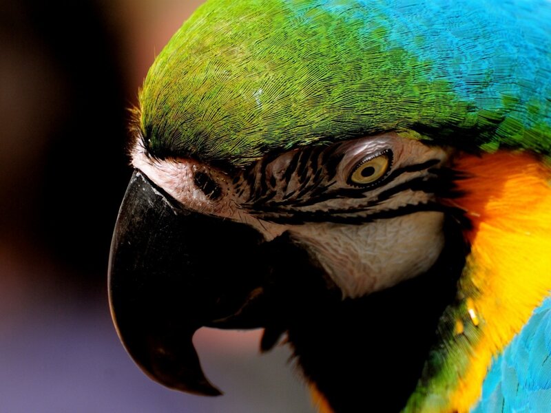 Blue-and-yellow Macaw — Green, Dramatic