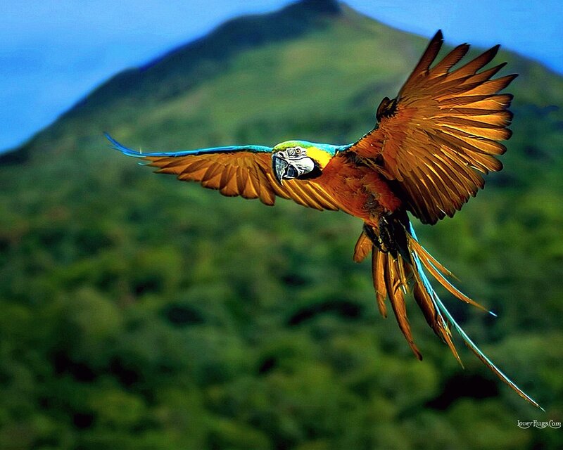 Blue-and-yellow Macaw — Green, Dynamic, Afternoon, Photograph