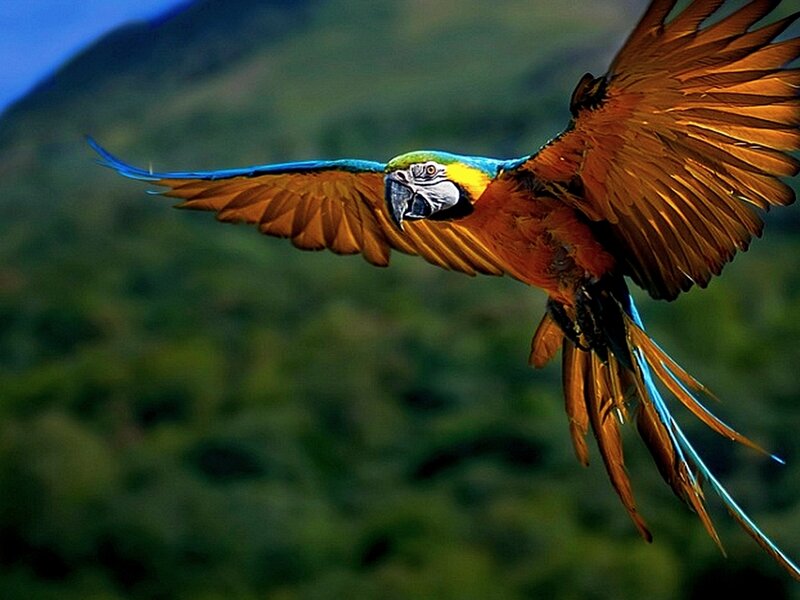 Blue-and-yellow Macaw — Green, Dynamic, Afternoon