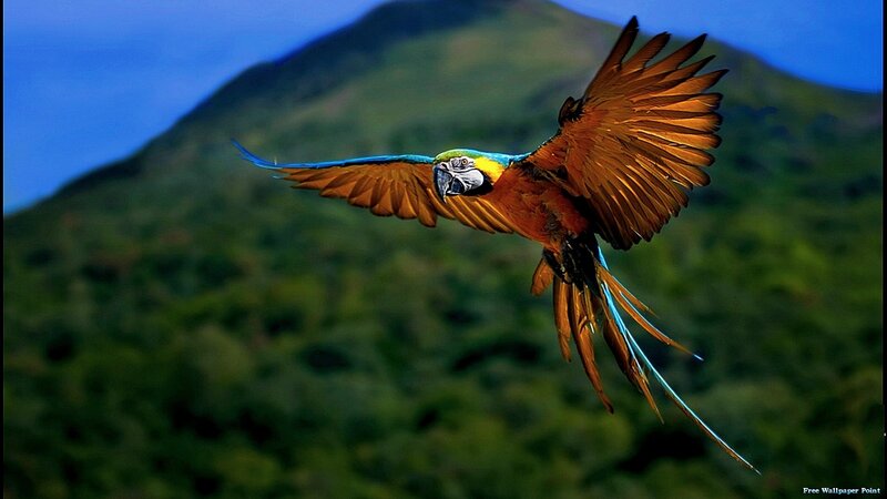 Blue-and-yellow Macaw — Green, Dynamic, Photograph