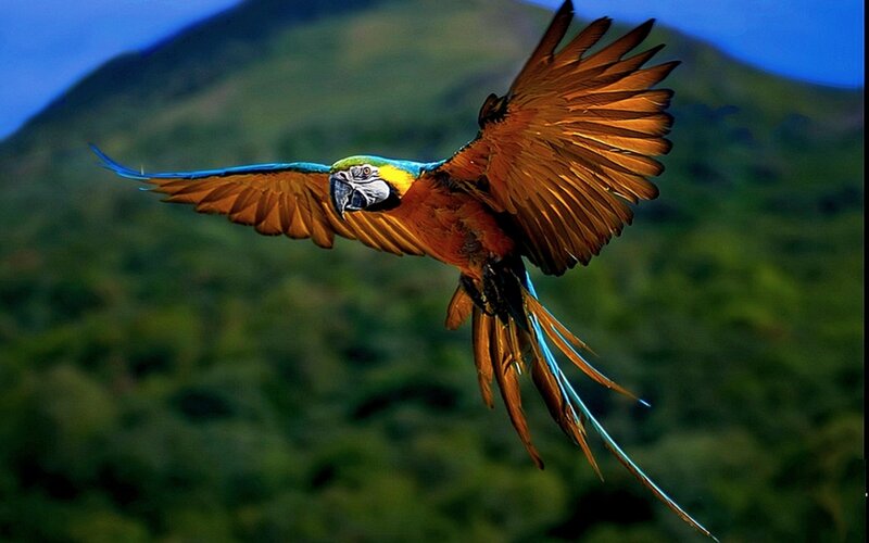 Blue-and-yellow Macaw — Green, Dynamic