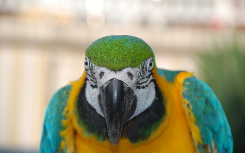 Blue-and-yellow Macaw — Green