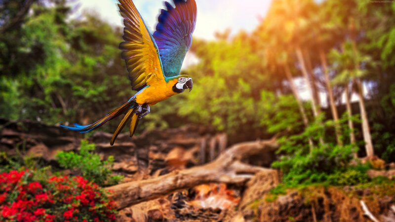 Blue-and-yellow Macaw — Green, Vibrant, Afternoon, Photograph