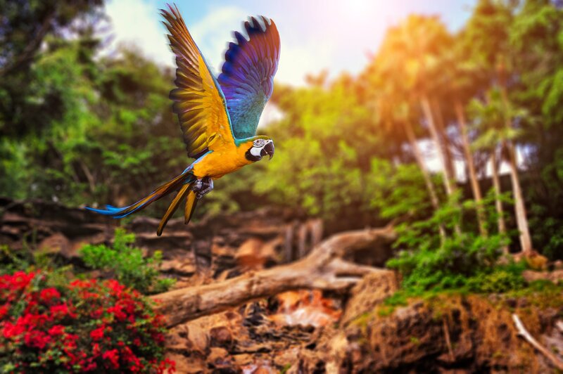Blue-and-yellow Macaw — Green, Vibrant, Afternoon