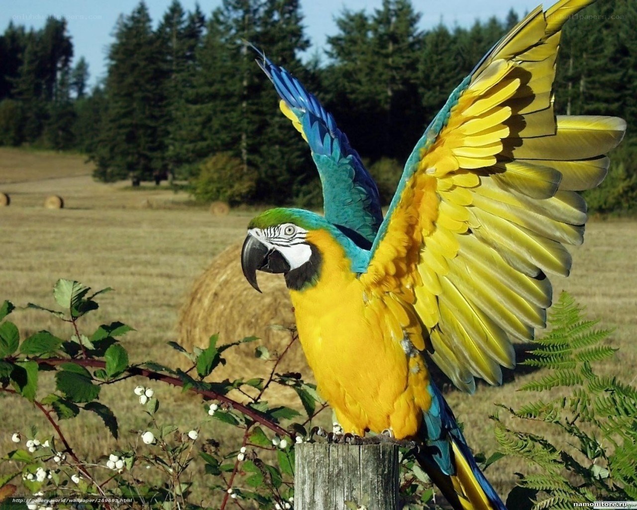 Blue-and-yellow macaw in field