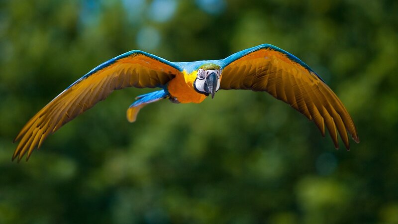 Blue-and-yellow macaw in flight