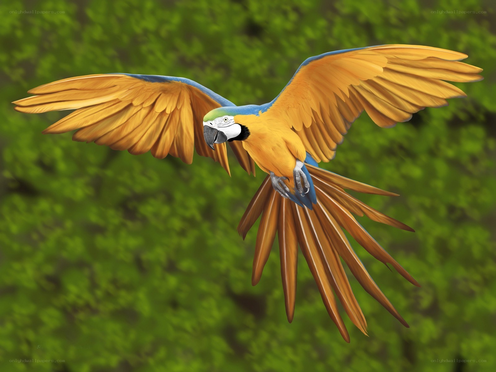 Blue-and-yellow macaw in flight