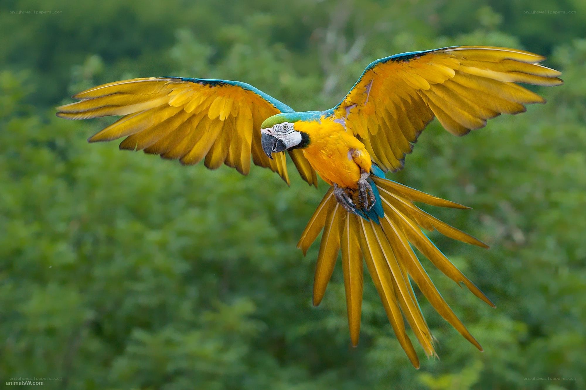 Blue-and-yellow macaw in flight