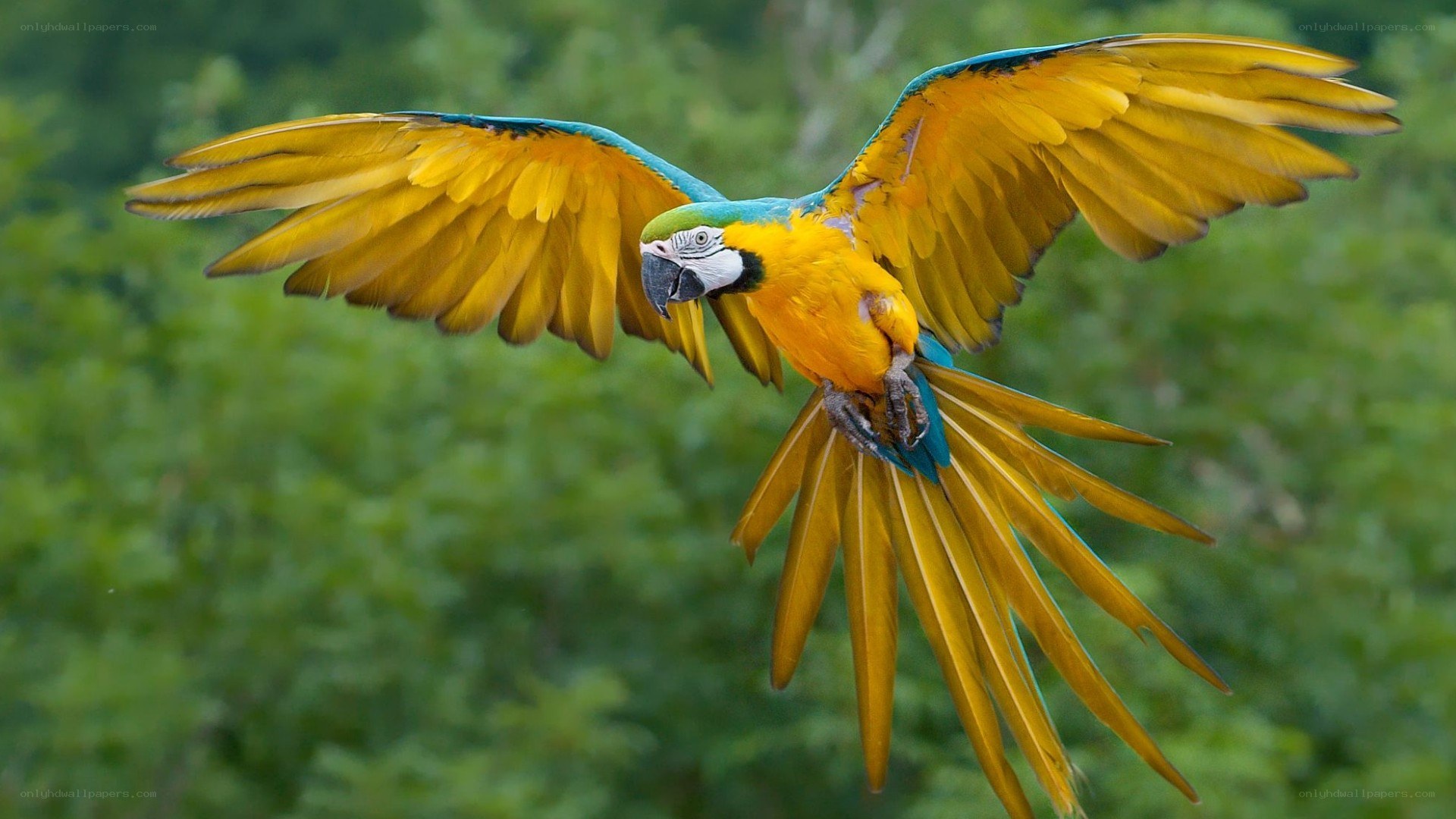 blue-and-yellow macaw in flight
