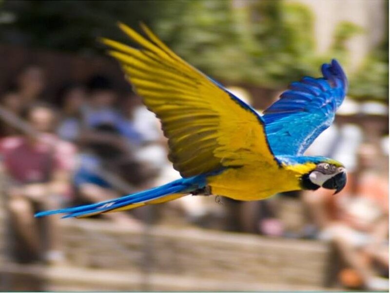 blue and yellow macaw in flight