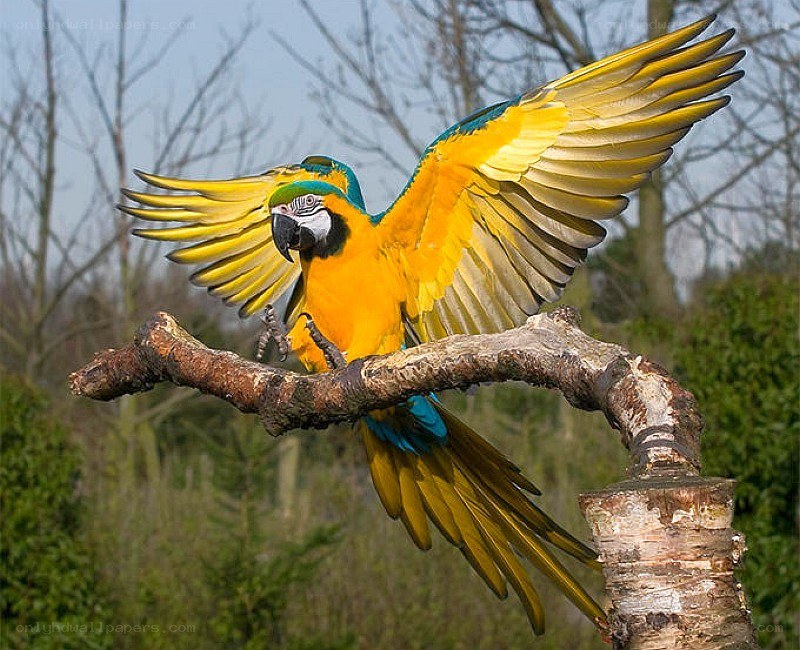 Blue-and-yellow macaw in flight