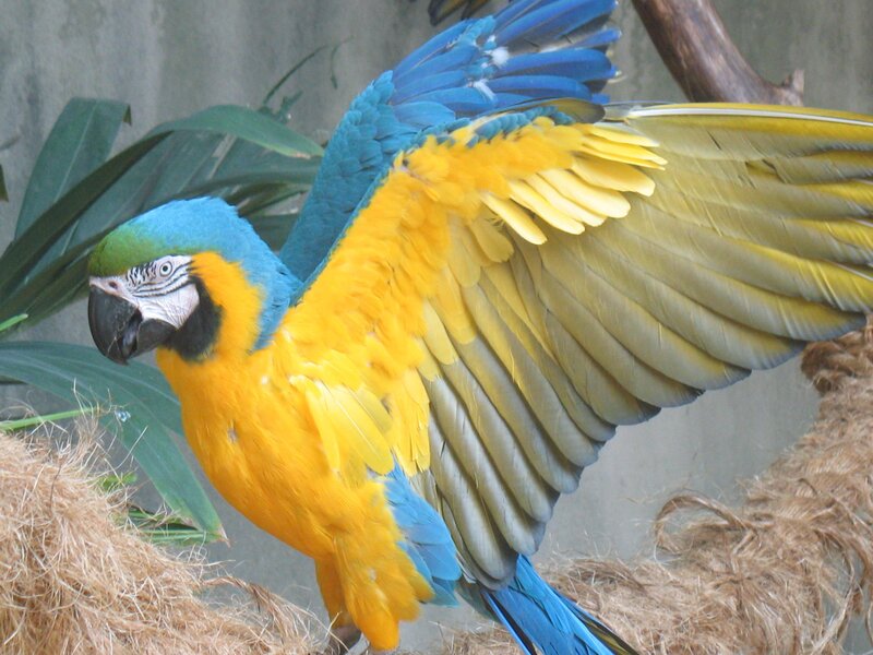 Blue-and-yellow macaw in flight