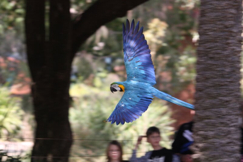 blue-and-yellow macaw in flight