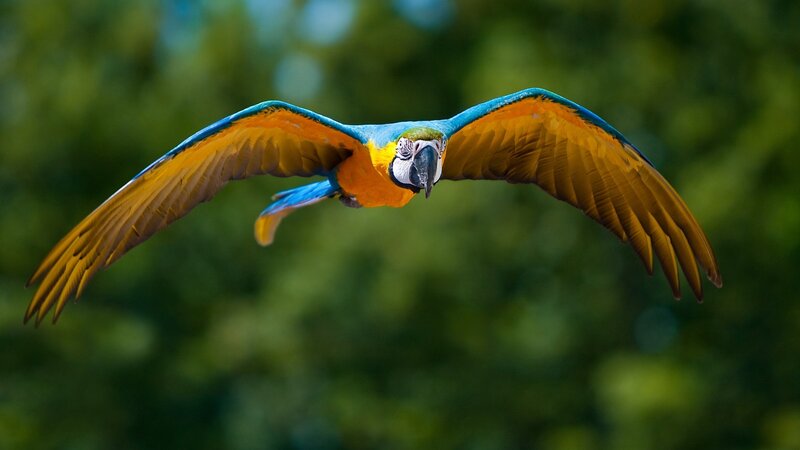 Blue-and-yellow macaw in flight