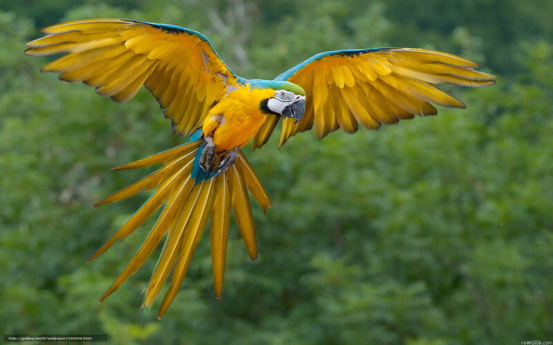 Blue-and-yellow Macaw in Flight — Yellow, Dynamic, Photograph