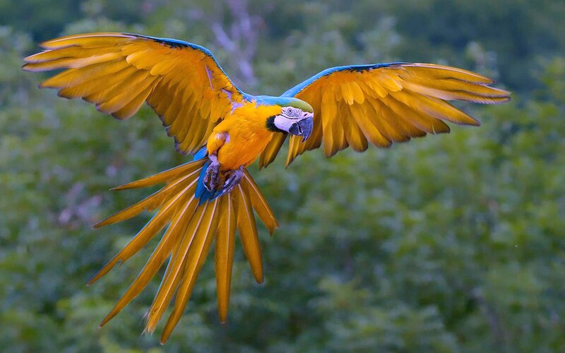 Blue-and-yellow Macaw in Flight — Yellow, Dynamic