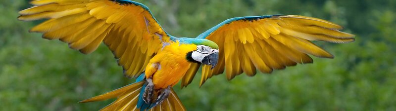 Blue-and-yellow Macaw in Flight — Yellow