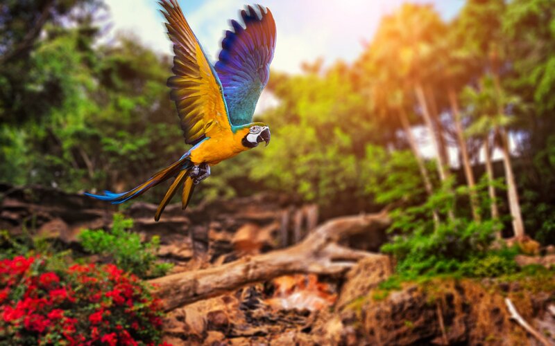 Blue-and-yellow Macaw in Flight — Yellow, Vibrant