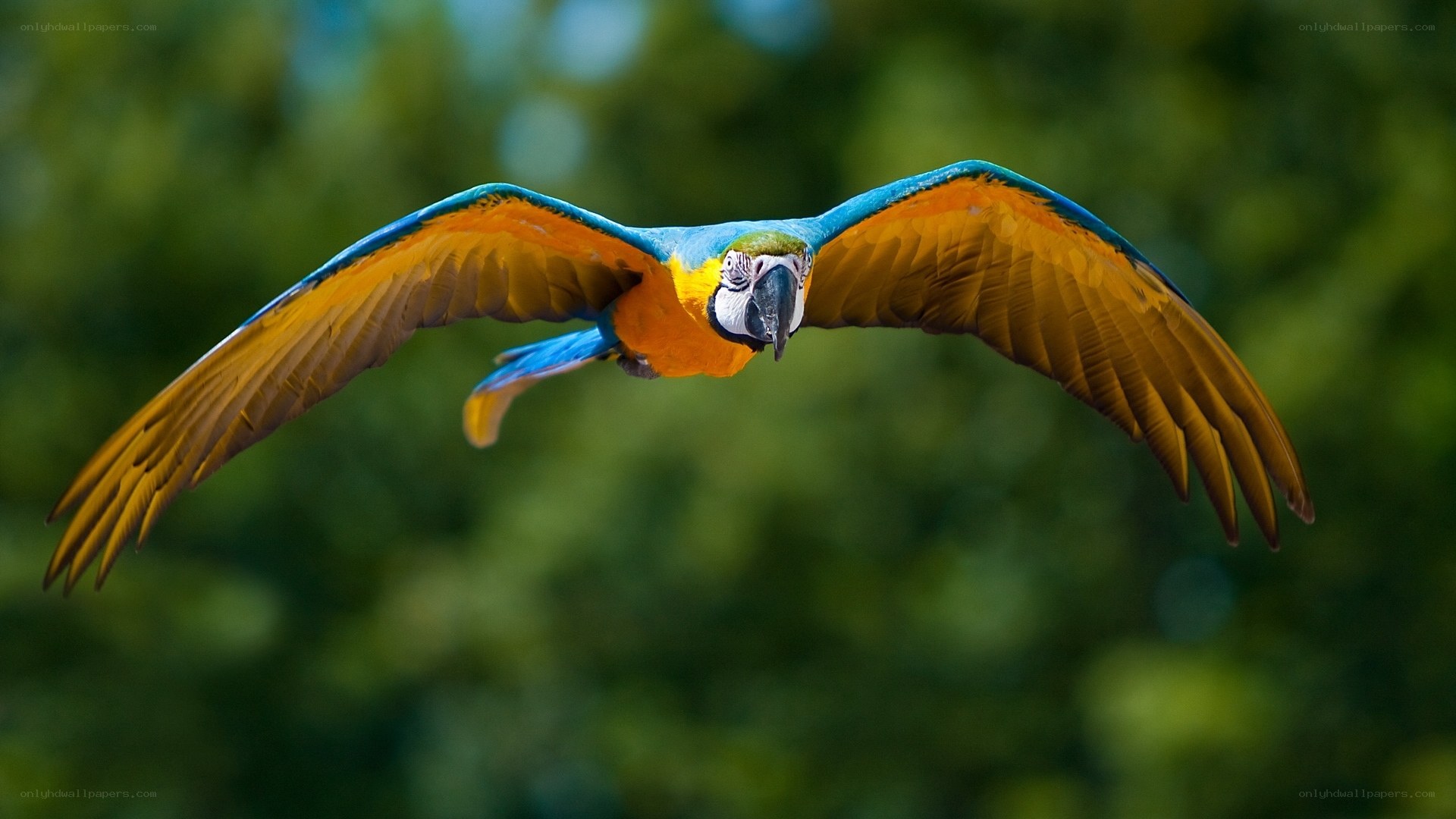 Blue-and-yellow macaw in flight