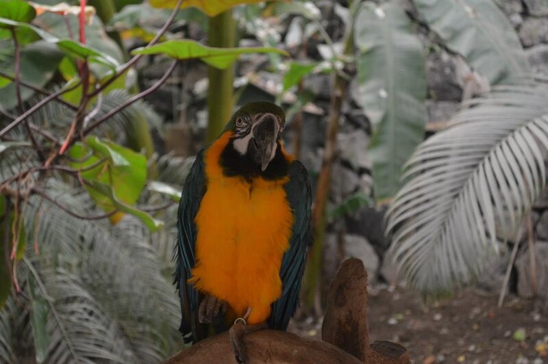 Blue-and-yellow macaw in foliage